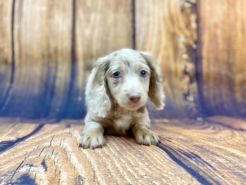 Dachshund-DOG-Female-Long Hair Isabella Dapple-2613672-Petland Chillicothe,  Ohio