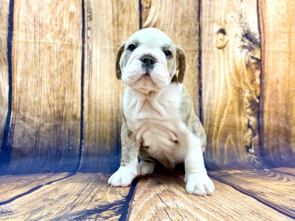 Old English Bulldog DOG Male BLUE SABLE 14024 Petland Chillicothe, Ohio