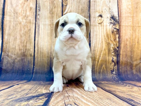 Old English Bulldog DOG Female BLUE SABLE 14023 Petland Chillicothe, Ohio