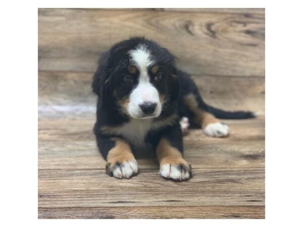 Bernese Mountain Dog DOG Female Black Rust / White 14040 Petland Chillicothe, Ohio