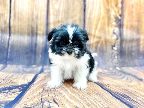 Shih Pom DOG Female BLK WHITE 14031 Petland Chillicothe, Ohio