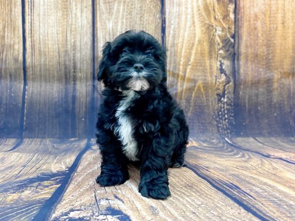 Lhasa Poo DOG Male BLK 14032 Petland Chillicothe, Ohio