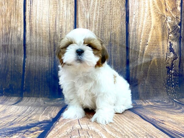 Shih Tzu DOG Female brown white 14033 Petland Chillicothe, Ohio