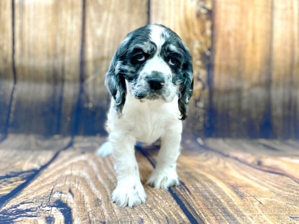 Cocker Spaniel DOG Female BLUE MERLE 14035 Petland Chillicothe, Ohio