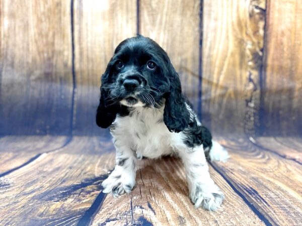 Cocker Spaniel DOG Female BLK WHITE 14036 Petland Chillicothe, Ohio