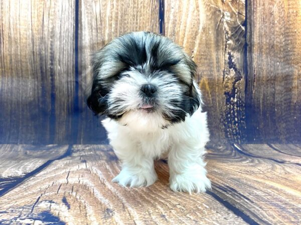 Shih Tzu DOG Male Brown White 14039 Petland Chillicothe, Ohio