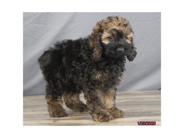 Cock A Poo-DOG-Female-Black / Brown-14051-Petland Chillicothe, Ohio