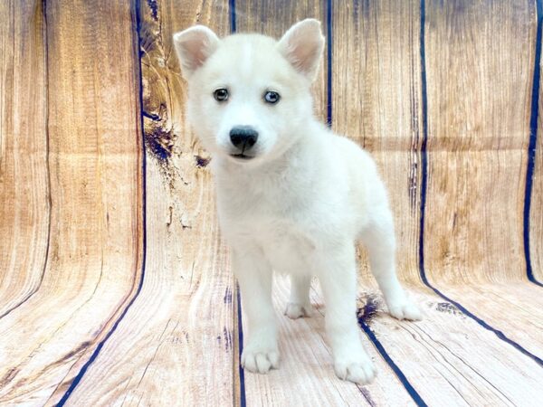 Huskimo-DOG-Female-SILVER WH-14043-Petland Chillicothe, Ohio