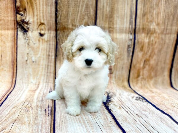 Cava Chon-DOG-Male-BLENHEIM-14044-Petland Chillicothe, Ohio