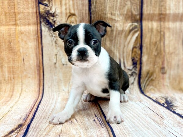 Boston Terrier DOG Female BLK WH 14045 Petland Chillicothe, Ohio