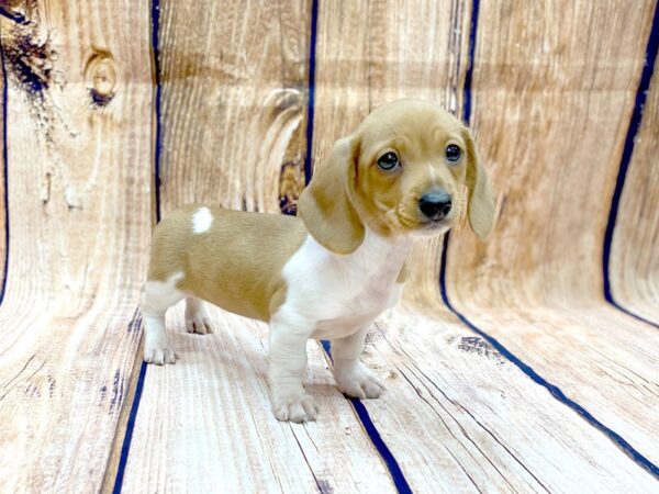 Dachshund DOG Female RED 14046 Petland Chillicothe, Ohio