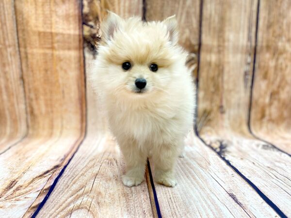 Pomeranian DOG Female Cream 14049 Petland Chillicothe, Ohio