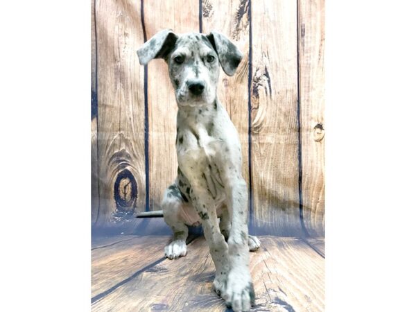 Great Dane DOG Female Blue Merle 14042 Petland Chillicothe, Ohio