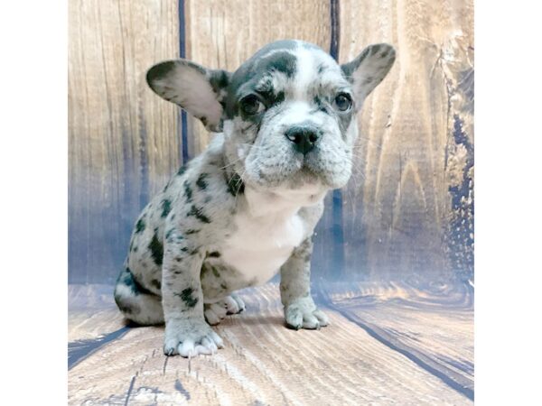 French Bulldog DOG Male Blue Merle 14041 Petland Chillicothe, Ohio