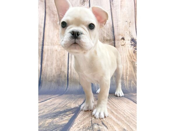 French Bulldog DOG Male Cream 13980 Petland Chillicothe, Ohio