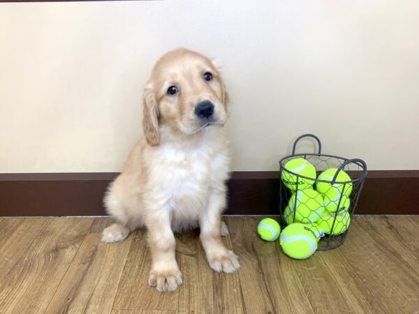 Golden Retriever DOG Male Golden 14053 Petland Chillicothe, Ohio