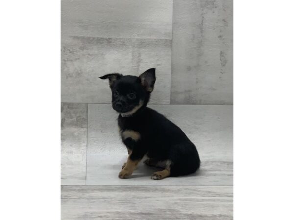 Chihuahua DOG Male Black & Tan 14069 Petland Chillicothe, Ohio