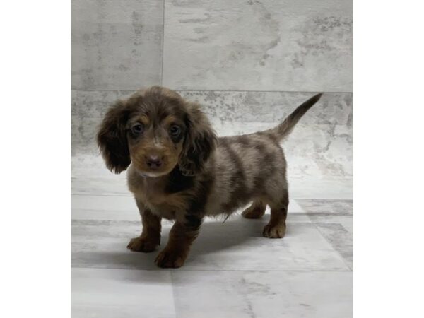 Dachshund DOG Male Long Hair Dapple 14070 Petland Chillicothe, Ohio