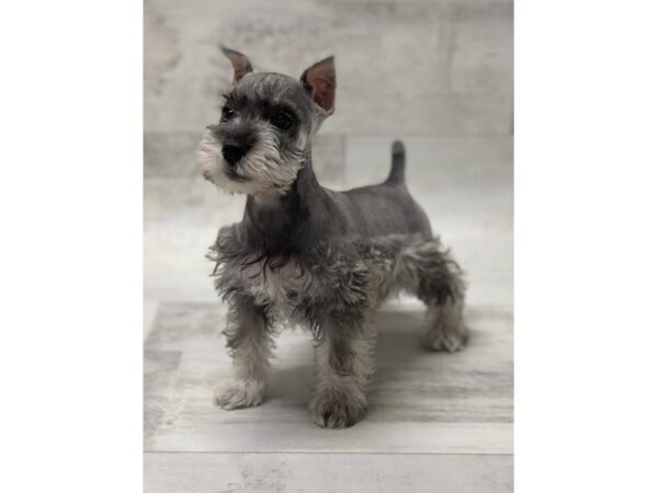 Miniature Schnauzer DOG Female Salt & Pepper 14071 Petland Chillicothe, Ohio