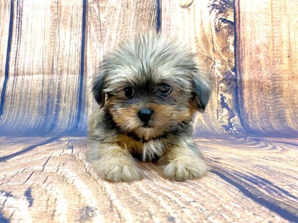 Shorkie DOG Female Beige 14060 Petland Chillicothe, Ohio