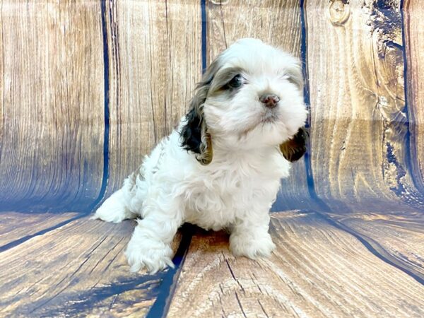 Cockapoo-DOG-Female-Chocolate & White-14057-Petland Chillicothe, Ohio