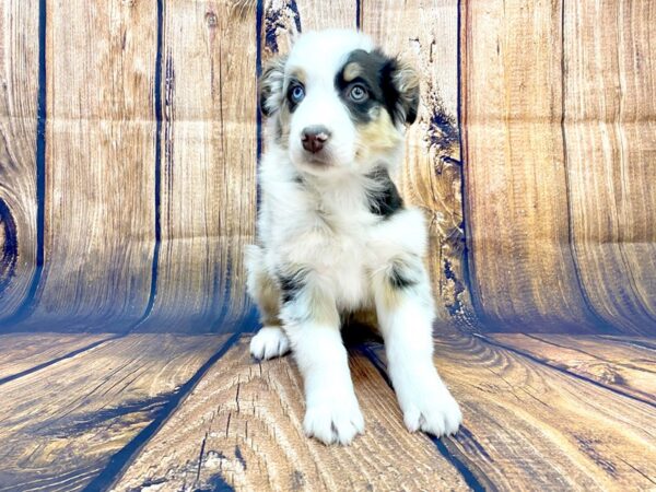 Australian Shepherd-DOG-Male-Red Merle-14055-Petland Chillicothe, Ohio