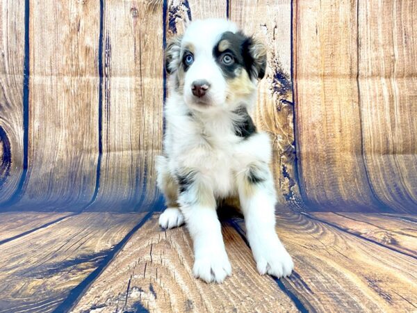 Australian Shepherd DOG Male Red Merle 14055 Petland Chillicothe, Ohio