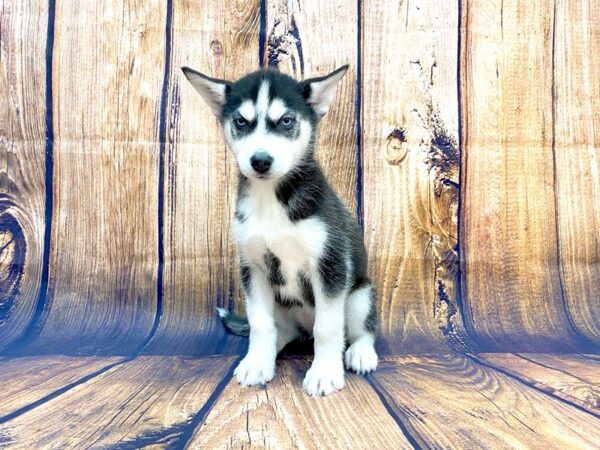 Siberian Husky DOG Female Black & White 14054 Petland Chillicothe, Ohio