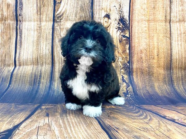 Teddy Bear DOG Male Black & White 14066 Petland Chillicothe, Ohio