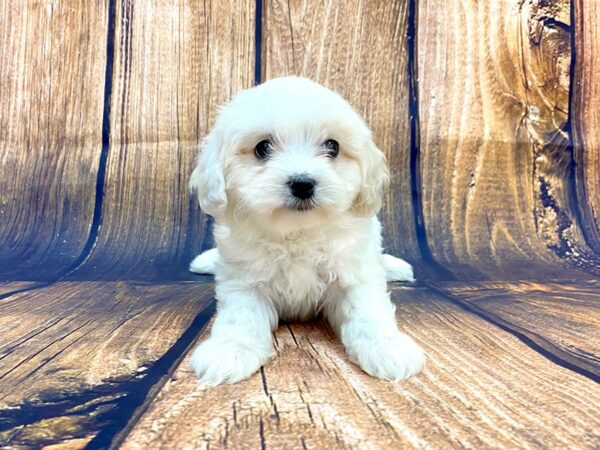 Cavachon DOG Female Blenhiem 14065 Petland Chillicothe, Ohio