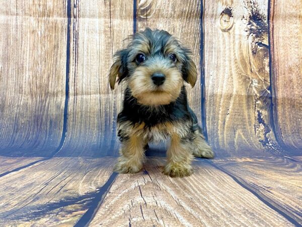 Yorkshire Terrier DOG Male Black & Tan 14064 Petland Chillicothe, Ohio