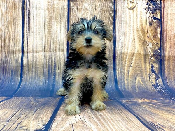 Yorkshire Terrier DOG Female Black & Tan 14063 Petland Chillicothe, Ohio