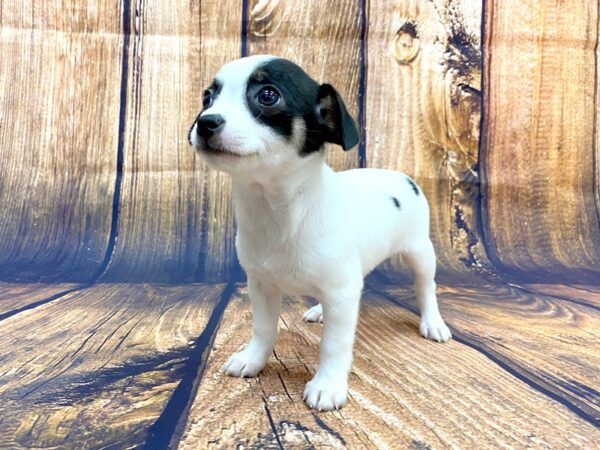 Chihuahua DOG Male White & Black 14062 Petland Chillicothe, Ohio