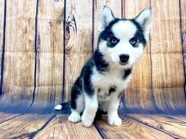 Siberian Husky DOG Female Black / White 14068 Petland Chillicothe, Ohio