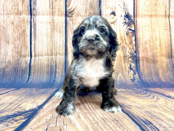 Cockapoo DOG Male Chocolate Merle 14067 Petland Chillicothe, Ohio