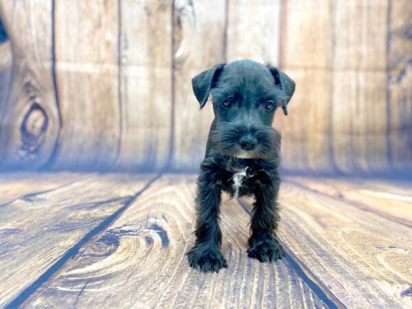 Miniature Schnauzer DOG Male Black 14059 Petland Chillicothe, Ohio