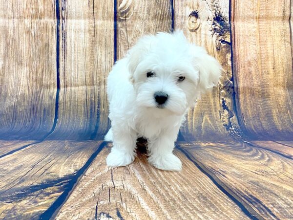 Maltese DOG Male White 14061 Petland Chillicothe, Ohio