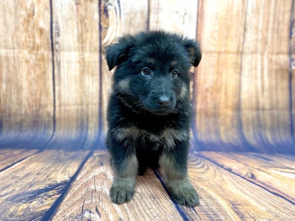 German Shepherd DOG Female Black and Tan 14076 Petland Chillicothe, Ohio