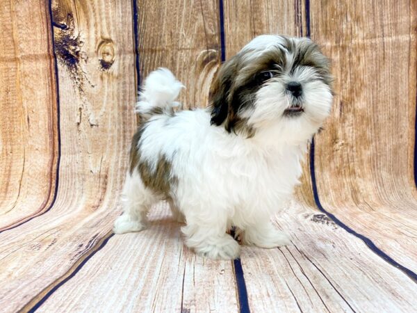 Shih Tzu DOG Male Brown & White 14078 Petland Chillicothe, Ohio