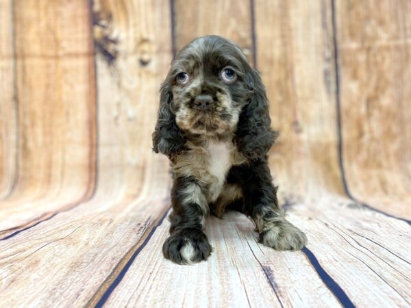 Cocker Spaniel DOG Male Chocolate Merle 14080 Petland Chillicothe, Ohio