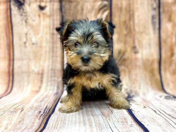 Yorkshire Terrier DOG Female Black & Tan 14082 Petland Chillicothe, Ohio