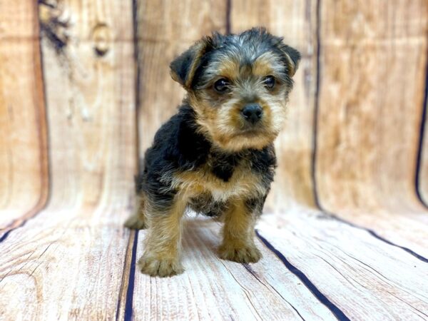 Yorkshire Terrier DOG Male Black & Tan 14085 Petland Chillicothe, Ohio