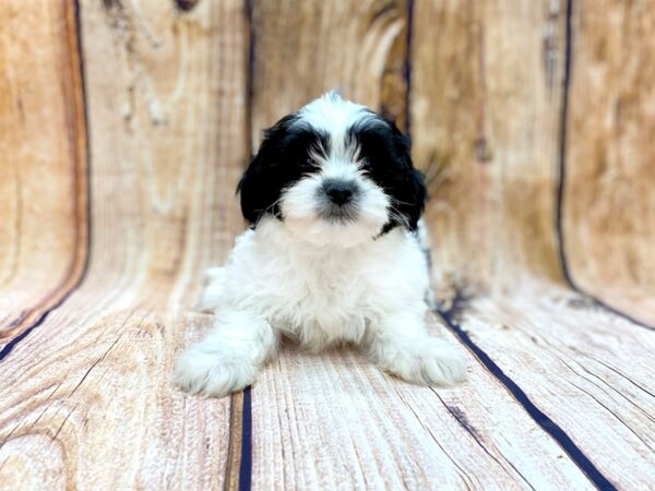 Teddy Bear DOG Female Black & White 14087 Petland Chillicothe, Ohio