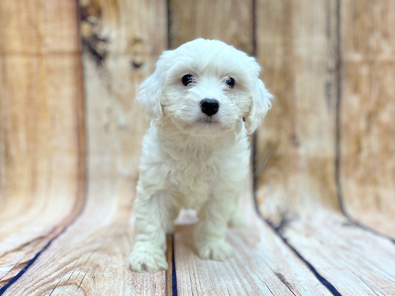 Cavachon Puppy White ID 14088 Located at Petland Chillicothe Ohio
