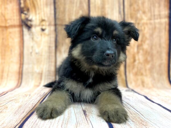 German Shepherd-DOG-Female-Black and Tan-14090-Petland Chillicothe, Ohio