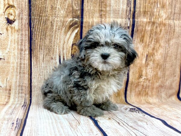 Shi-Poo-DOG-Male-Black and Silver-14092-Petland Chillicothe, Ohio