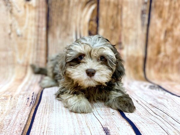 Shi-Poo-DOG-Male-brown and tan-14093-Petland Chillicothe, Ohio