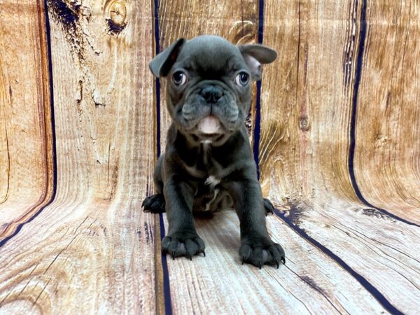 French Bulldog DOG Male Blue 14094 Petland Chillicothe, Ohio