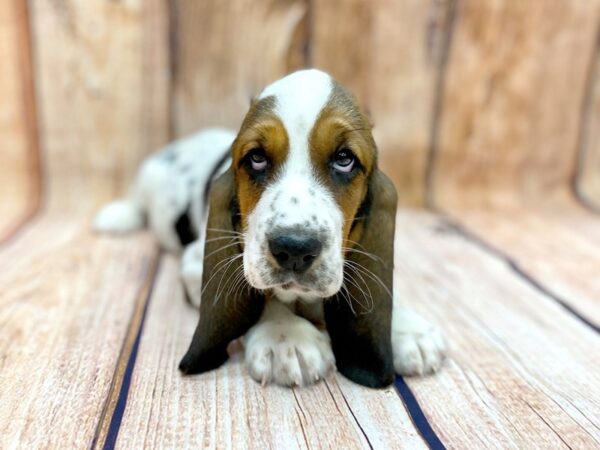 Basset Hound DOG Female Red / White 14095 Petland Chillicothe, Ohio