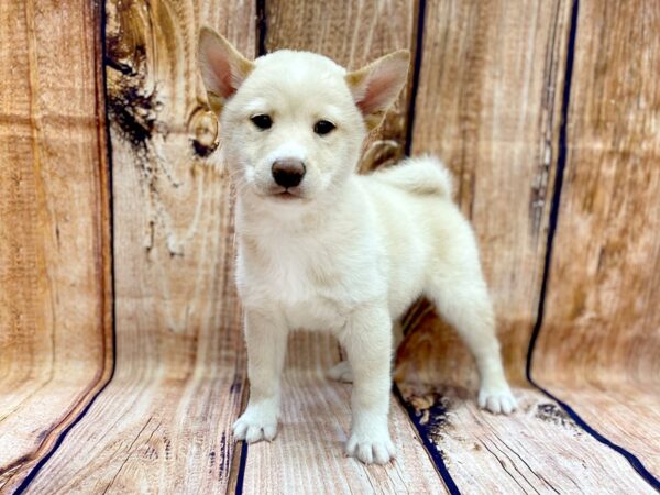 Shiba Inu DOG Male Cream 14097 Petland Chillicothe, Ohio